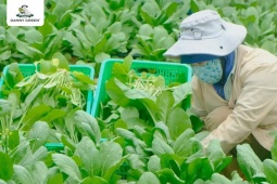 DannyGreen mở rộng quy mô cung ứng rau xanh bình ổn thị trường