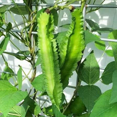 Tác dụng của loại đậu được ví như 'rồng xanh' trong vườn