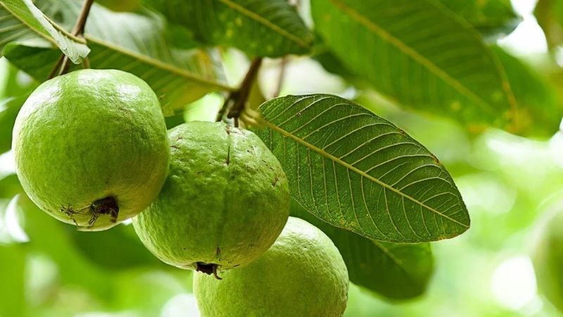 5 lý do bệnh nhân đái tháo đường nên ăn ổi nhiều hơn