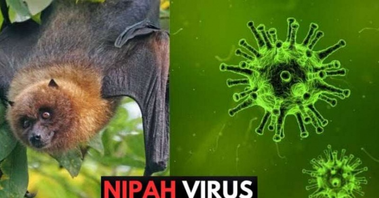 Bộ Y tế hoả tốc nhắc các cơ sở khám chữa bệnh chủ động phòng chống bệnh do virus Nipah
